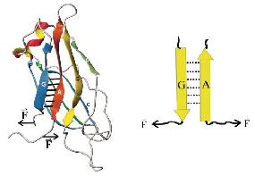 nanomanipulálás erővisszacsatolt lézercsipesszel Referencia jel (erő) Csapdázott gyöngy Mozgatott gyöngy T12 anti-titin ellenanyaggal bevont gyöngy Mért jel (+/-) (erő) Σ