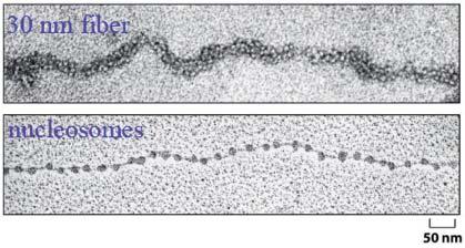 A humán genom fizikai mérete A tanteremnyi modell-sejtre adaptálva: Idealizált sejt: 2 µm oldalfalú kocka Analógia - Tanterem: 2 m oldalfalú kocka filamentum a reptációs alagútban A DIFFÚZIÓ
