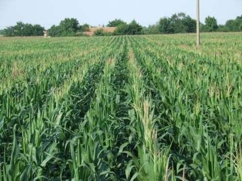 Kukoricabogár kártétel Belvíztérképezés Jégkár Parlagfűtérképezés Tipikus lárvakártétel radar jellemzője kontroll károsodott 70-75 cm Egészséges kukoricatábla Károsodott kukoricatábla A