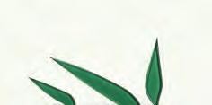 kód: WD698-002* NATURE GREEN INSERTO