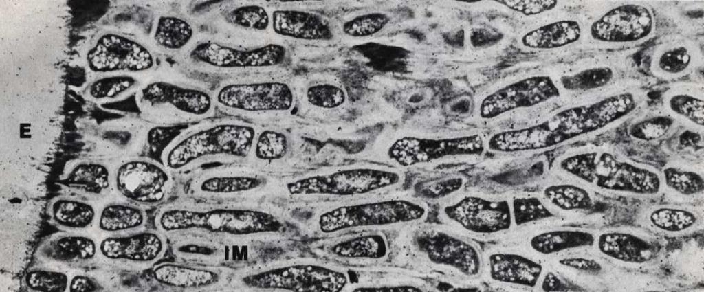 A biofilm életkora fontos tényező.