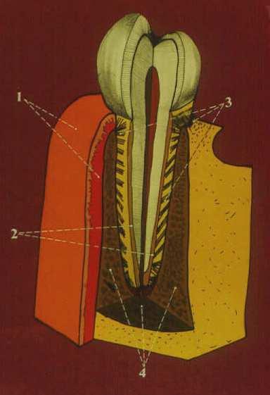 1. GINGIVA 2. CEMENT 3.