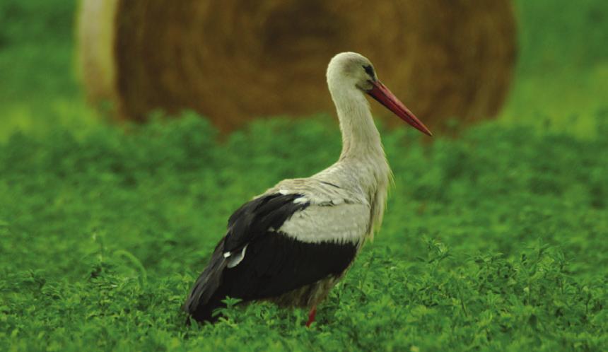 Költségek és pénzügyi hézagok A Natura 2000 területek hatékony kezelésének költségét az Európai Bizottság 5,8 milliárd Euróra becsüli évente.