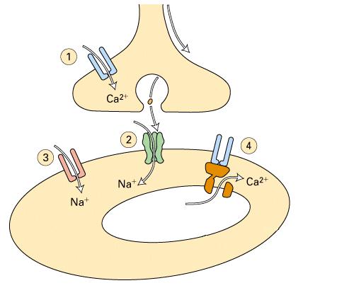 Idegimpulzus hatására a végkészülék feszültségfüggő csatornái Ca-t engednek be, ami felszabadítja a transzmittert, ez ligandfüggő Na-csatornákat nyit, amely depolarizálja a membránt, majd egy küszöb