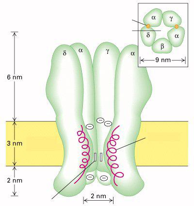 serkenti: Ach Nikotin Acetil-kolin-kötőhely pórus gátolja: Curare Szukcinil-kolin Extracelluláris tér M2 α-helix sejtmembrán kapu Intracelluláris tér A neuromuscularis