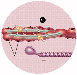 10. A troponin-tropomiozin complex elmozdul és