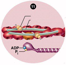 troponin tropomiozin activ helyek miozin