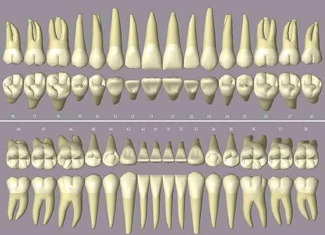 A fogképlettel megadjuk az egyes fogtípusok számát, ember esetén: Fogazat minősége, a fogak alakja, szerkezete