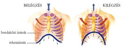 egyre kisebb hörgőkre ágaznak, ez a hörgőfa), tüdő a rekeszizom által elkülönített mellüregben helyezkedik el, a légzőfelülete a