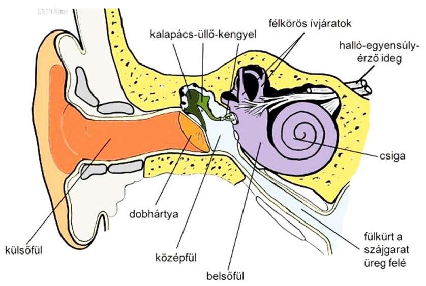 kötőszövetben fordulnak elő. Ezek mechanikai, hő, ill. fájdalom érzet kialakításában játszanak szerepet.