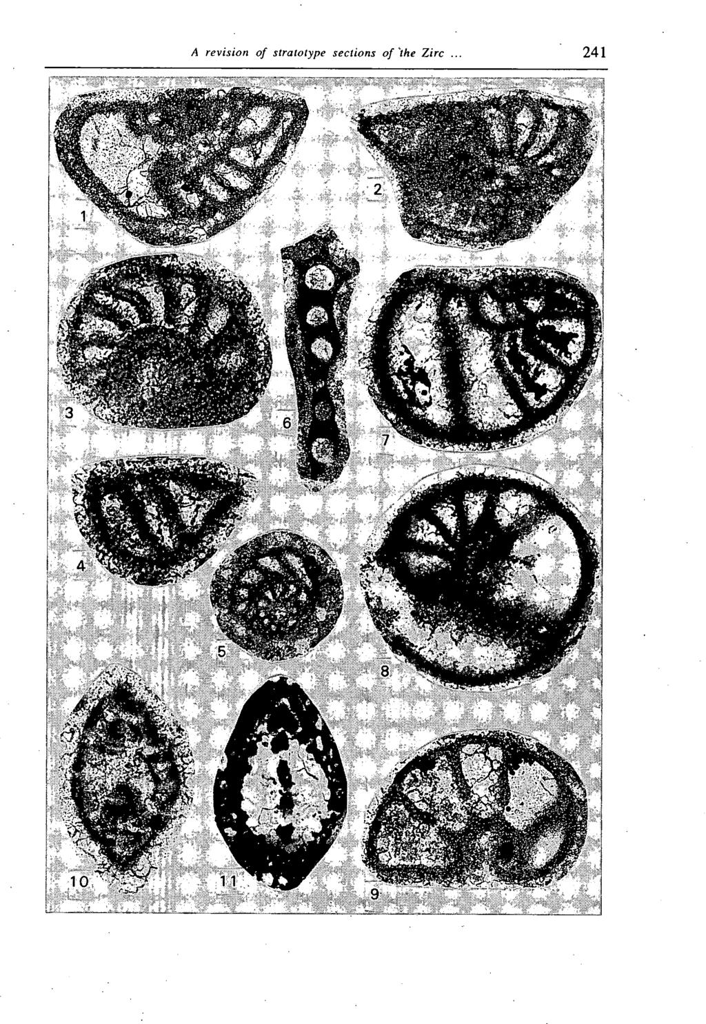 A revision of stralotype