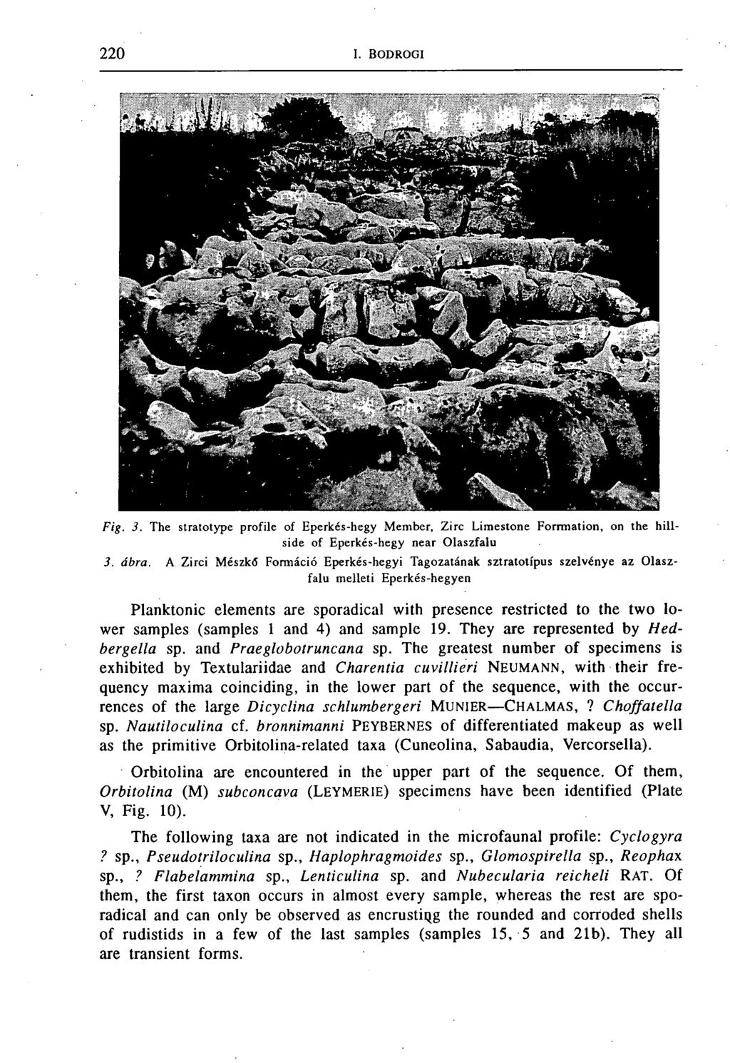 F ig. 3. The stratotype profile of Eperkés-hegy Member, Zirc Limestone Formation, on the h illside of Eperkés-hegy near Olaszfalu 3. á b ra.