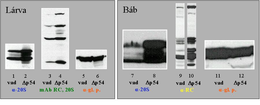 16. ábra A proteaszómális fehérjéknek a p54 mutáns állatokban tapasztalható nagymértékű felhalmozódását bemutató immunoblot kísérlet.