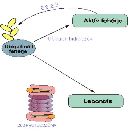 ciklin-dependens kináz inhibítor fehérjék lebomlása ilyen, térben és időben szabályozott módon valósul meg.