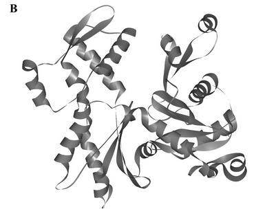 IV. aldomén II. aldomén III. aldomén I. aldomén 8. ábra: Nyúl vázizomból származó aktin monomer szalagmodellje [110].