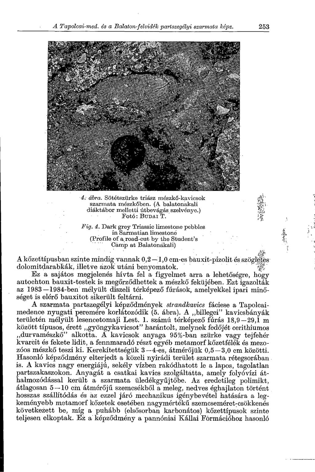 4 : á b r a. Sötétszürke triász mészkő-kavicsok szarmata mészkőben. (A balatonakali diáktábor melletti útbevégás szelvénye.) Fotó: B u d a i T. F i g. 4.