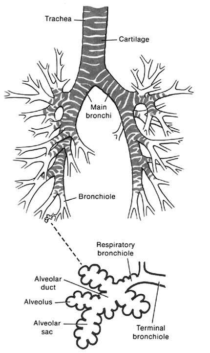 A gázcsere sémája Eckert: Animal Physiology, W.