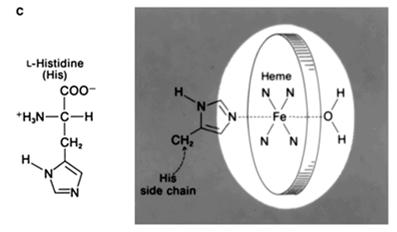 A hemoglobin szerkezete Eckert: Animal