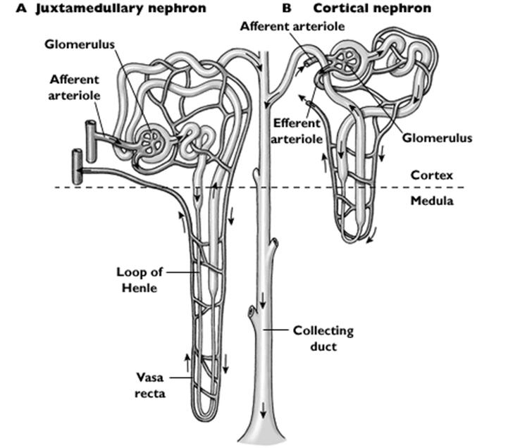 A nefron szerkezete Eckert: Animal Physiology,