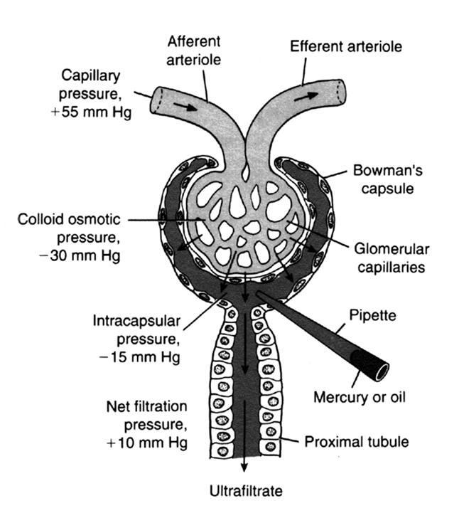 Glomeruláris filtráció Eckert: Animal