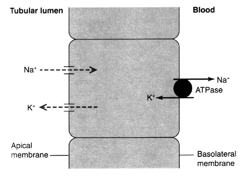 A visszaszívás folyamata Eckert: Animal Physiology, W.H.Freeman and Co., N.Y.,2000, Fig. 14-24.