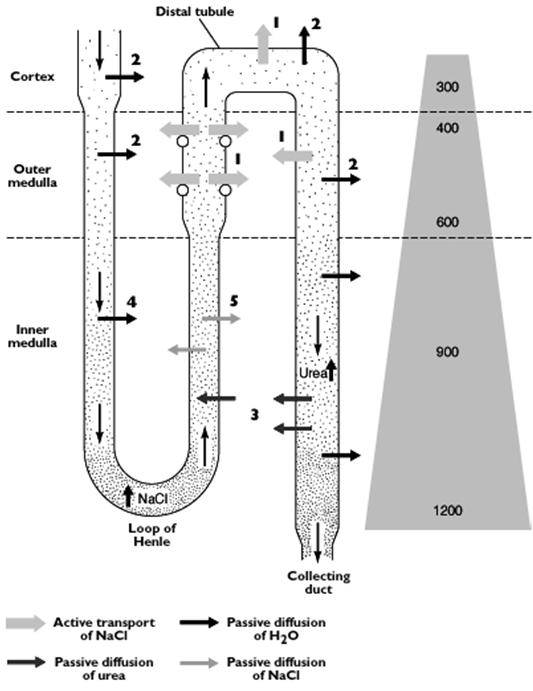 Az ellenáram elv Eckert: Animal Physiology, W.H.Freeman and Co., N.Y.,2000, SL. 14-2.