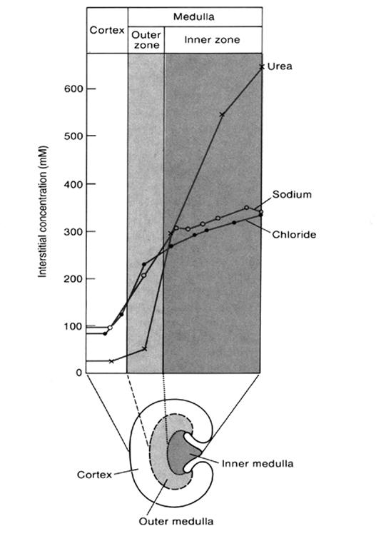 Ozmótikus viszonyok a vesében Eckert: Animal Physiology, W.H.Freeman and Co., N.Y.,2000, Fig. 14-32.