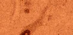 astroglia sejtekben, macrophagokban. A spinális MN-ok PARP fehérje mennyisége csökkent (7).