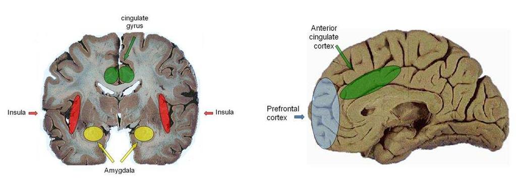 Az érzelmek evolúciós nézőpontjával szemben a tisztán idegtudományi megközelítés gyökerei a korai neuroanatómiai modellekig nyúlnak vissza.