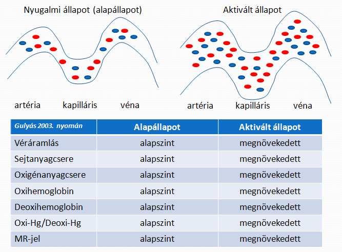 5. ábra A BOLD (blood oxygenation level dependent) technika lényege Egy pszichológiai jelenség fmri-kísérlettel történő vizsgálata során az aktivált állapot általában valamilyen szenzoros ingerlés
