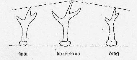 ábra: Őzbak agancsának habitusa 32.