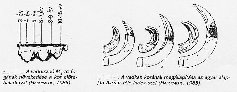 41. ábra: A kan korbecslése a Brandt-féle index-szel Brandt-féle index mérése: Nagyagyar gyökerénél mért átmérő/fenési sík szegleténél mért átmérő. Minél nagyobb az index, a kan annál fiatalabb.