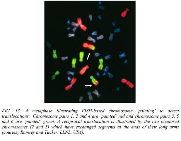 FISH - Fluoreszcens In Situ Hibridizálás A dupla szálú DNS-molekula szerkezete megfelelő körülmények között megbomlik (DNS-denaturáció), a kettős spirál szétválik, ezáltal az egyszálú DNS
