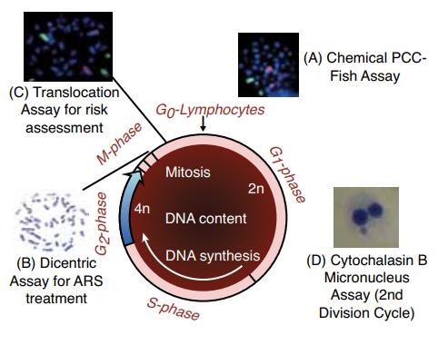Biodozimetriai módszerek A citogenetikai biodozimetriában alkalmazott különböző módszerek a limfociták DNS-ét ért hatások kimutatásán alapulnak, ilyenek pl.