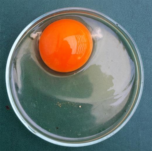 Biológia 7. osztály 14 Nyers tojás vizsgálata 1. Nagyobb méretű Petri csészében óvatosan üss fel egy tojást és engedd, hogy teljes tartalma szétterüljön. 2.