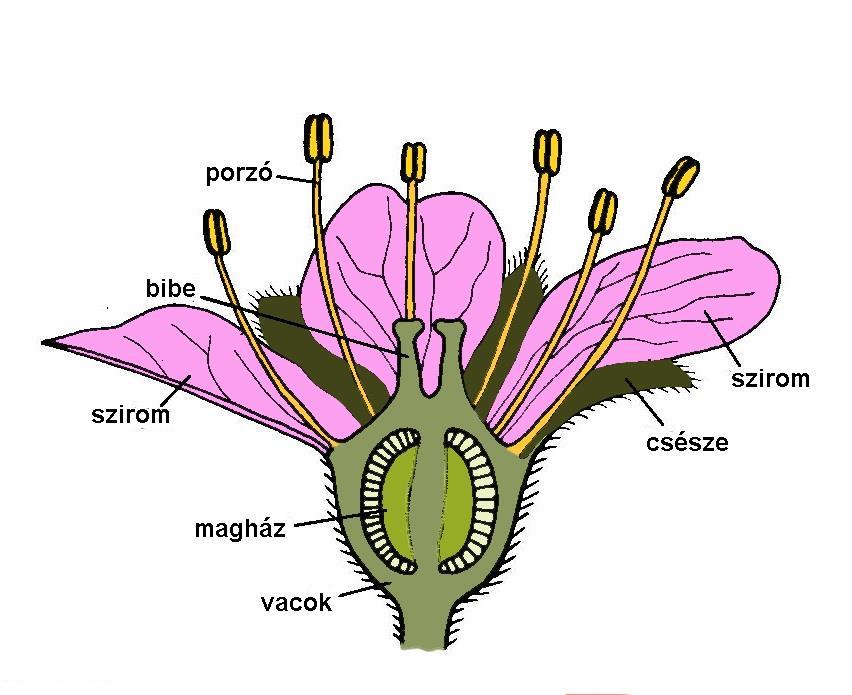 Biológia 7. osztály 3 Természetismeret 6. osztály. 1. óra Növényhatározó használata Tantárgyközi kapcsolat A virág részinek felelevenítéséhez használjuk az alábbi ábrát.
