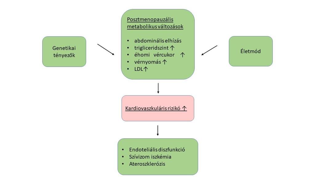1. ábra: A posztmenopauzális metabolikus szindróma kialakulása Forrás: Spencer, Godsland et al. 2007 A MetS alatti fokozott LDL termelés nagymértékben hozzájárul az érelmeszesedés kialakulásához.