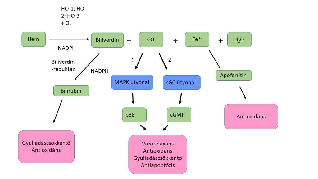 8. ábra: HO által aktivált lehetséges jelátviteli utak és hatások A CO modulálja a MAPK útvonalakat (1) és aktiválja az sgc-t, ami cgmp előállítását eredményezi (2), ezáltal gyulladáscsökkentő,
