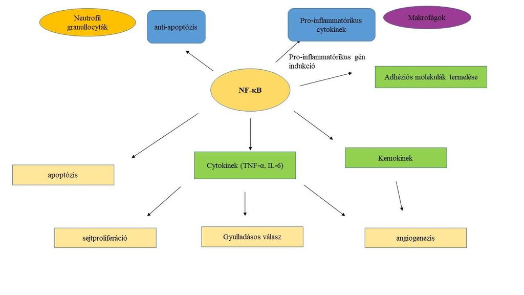9 ábra: NF-κB aktiváció NF-kB olyan célgének, amelyek a gyulladás kialakulásában és progressziójában szerepet játszanak.