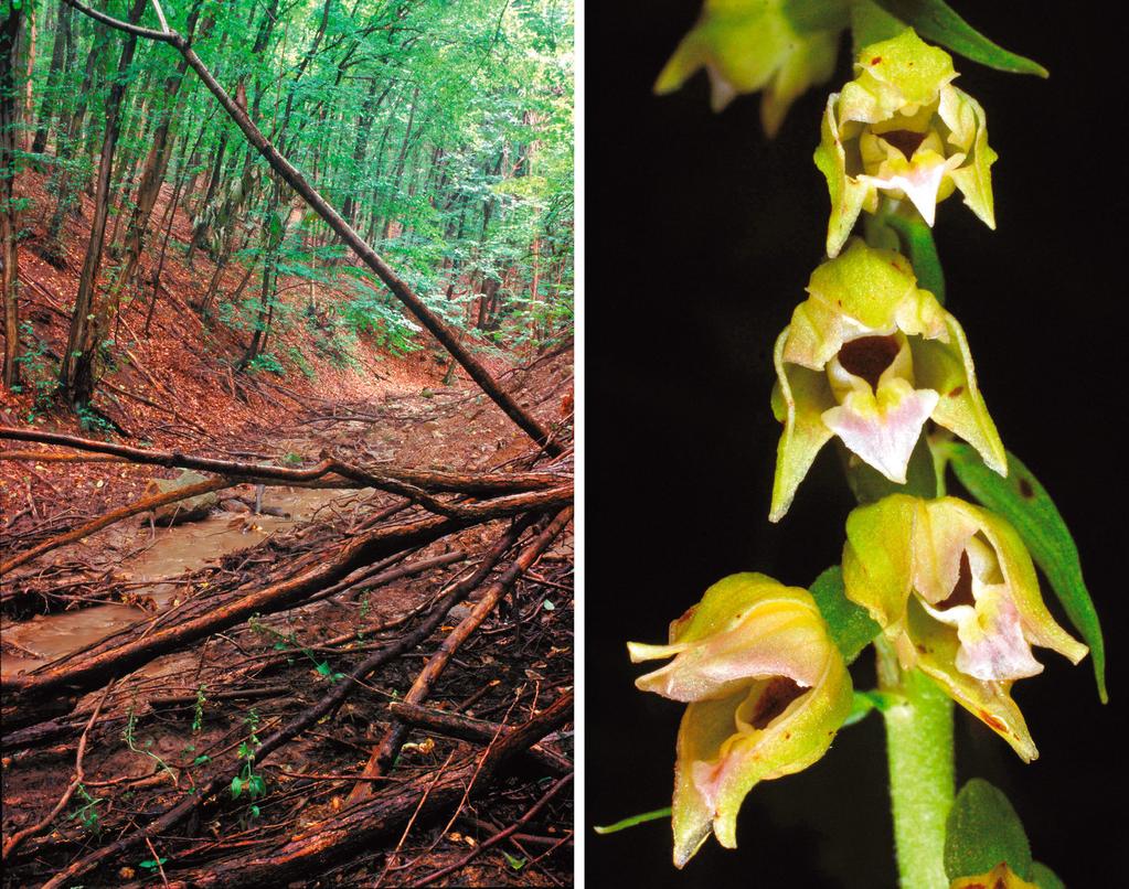 A Tallós-nőszőfű gyakran patakok, folyók mellett fordul elő Izotópos vizsgálatokkal kimutatták, az orchideák összekapcsolódnak az erdőalkotó fákkal: az általuk létrehozott szerves anyagokból a