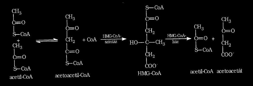 Ketontestek képződése szöveti hypoxia esetén 1. Anaerob glikolízis piruvát, laktát a citrát kör kapacitását meghaladó piruvát torlódás (metabolikus acidózis) laktacidózis 2.