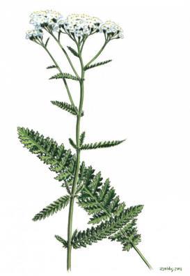Achillea aetheroleum: Kamazulént