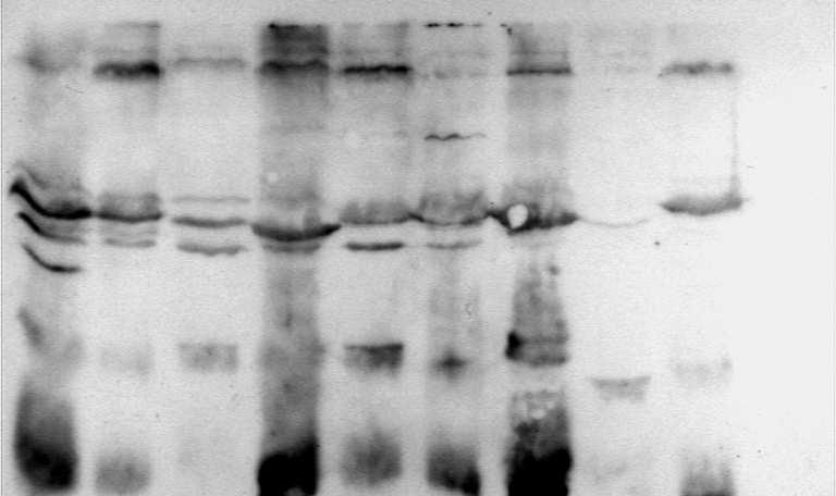 nagymértékben érinti (Nagy et al., 2005). Hasonló mechanizmust feltételezhetünk Salmonella kórokozók esetében is.