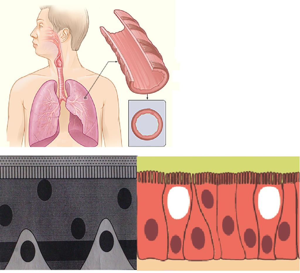 B EVEZET O M ÓDSZEREK E REDMÉNYEK Ö SSZEFOGLALÓ Forrás: wikipedia\ Pathophysiology of asthma;