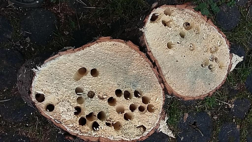 Holtfa például az ízeltlábúak