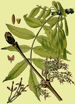 Magas kőris (Fraxinus exelsior) Virágos kőris (Fraxinus ornus) A kőrisek, mint