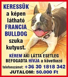 +36 30 676 1989 MEGDŐLT, veszélyes fák, tuják, bokrok kivágása, elszállítása. Kúpolást, tetőcserét, -javítást vállalok.