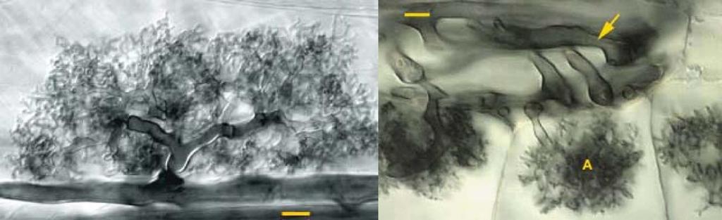 VAM Mikorrhiza-anatómia Arbusculumok: Gazdagon elágazó, hausztóriumszerű képletek.