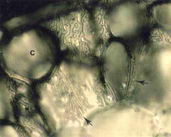 Ektomikorrhiza-anatómia A hifák nem a