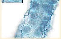 Egyéb ritkább mikorrhizák Ericoid mikorrhiza Hymenocyphus néhány faja Endomikorrhiza